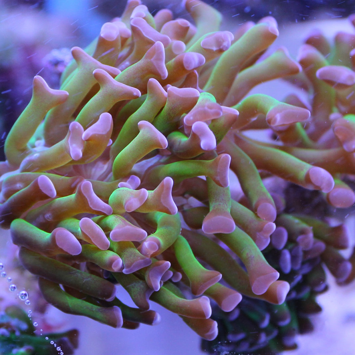 EKSANTİRİK DİŞLİSİ CLASSIC 95>AFT